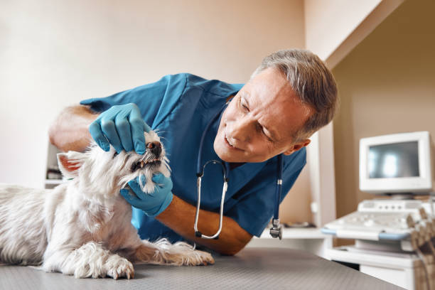 Best Emergency Treatment for Dental Infections or Abscesses in Wesleyville, PA